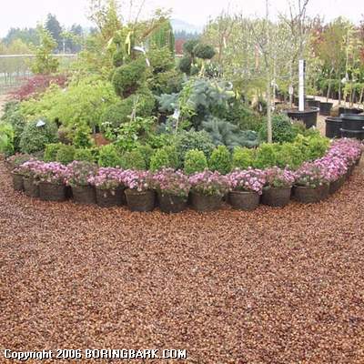 Filbert Shells/Hazelnut Shells