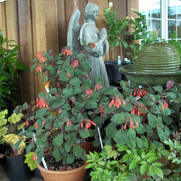 Garden Supply