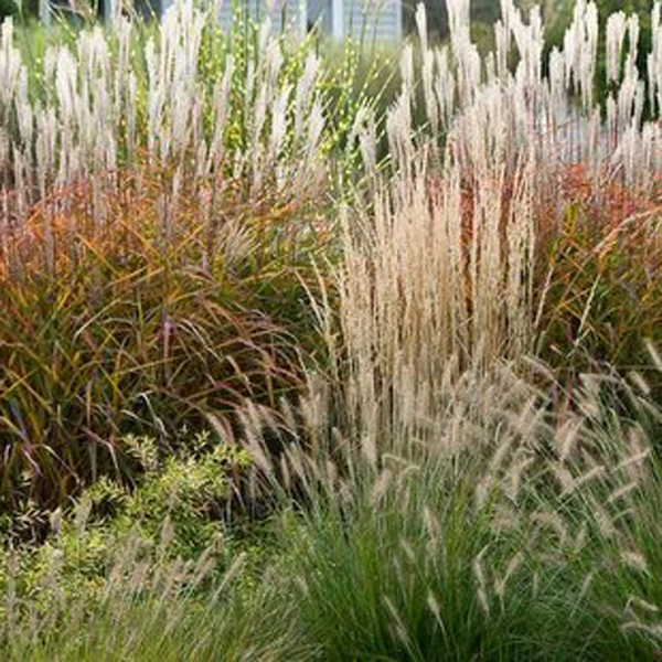 Grasses
