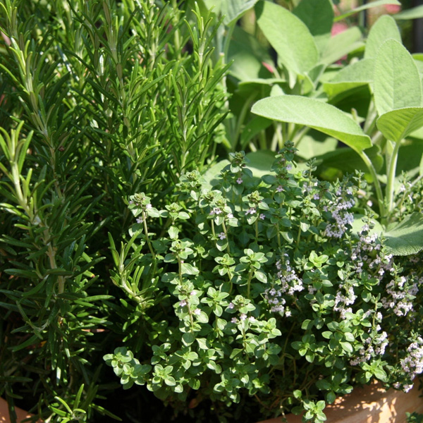 Herbs