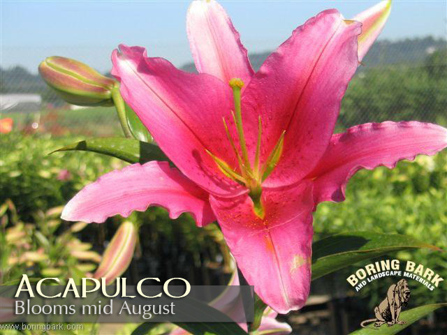 images/lilies/acapulco.jpg