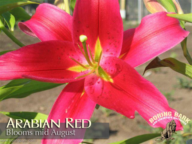 images/lilies/arabianred.jpg