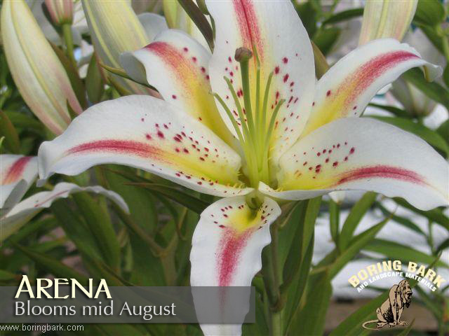 images/lilies/arena.jpg