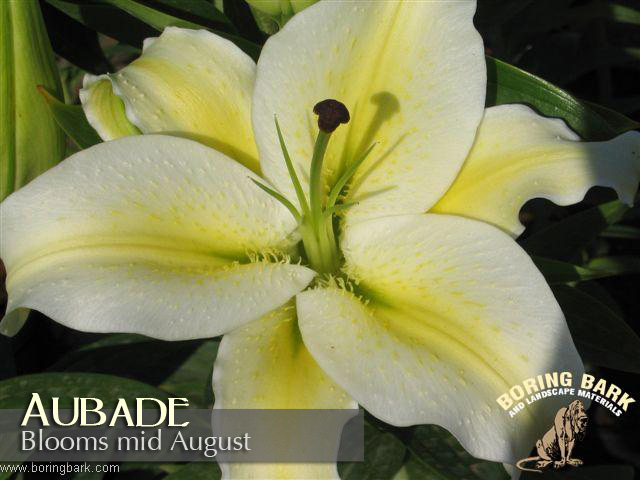 images/lilies/aubade.jpg