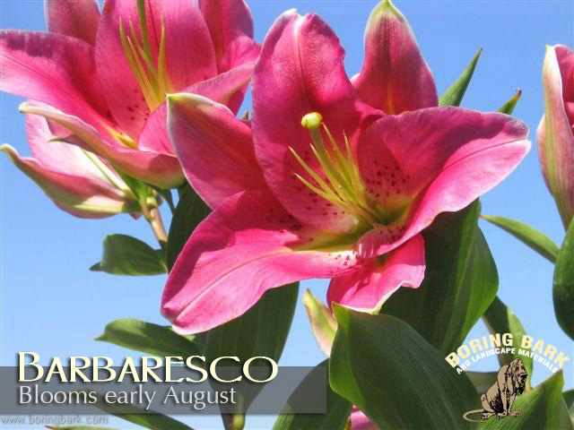 images/lilies/barbaresco.jpg