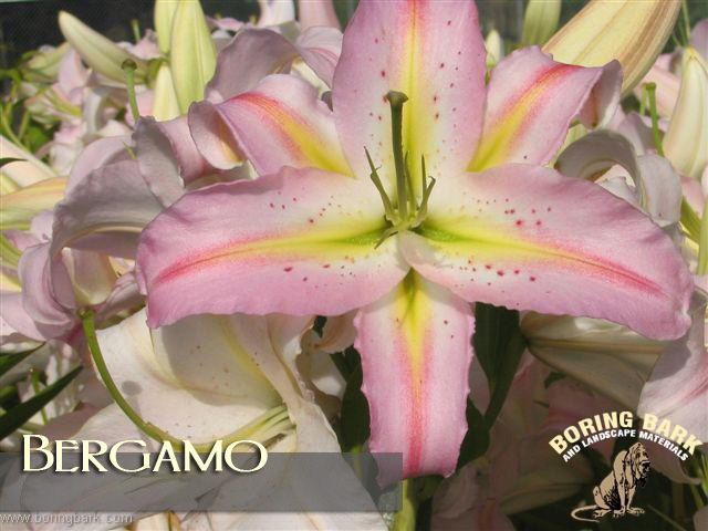 images/lilies/bergamo.jpg