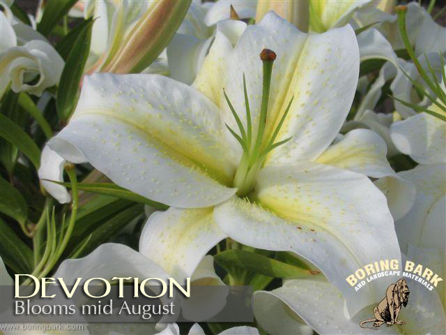 images/lilies/devotion.jpg