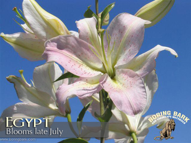 images/lilies/egypt.jpg