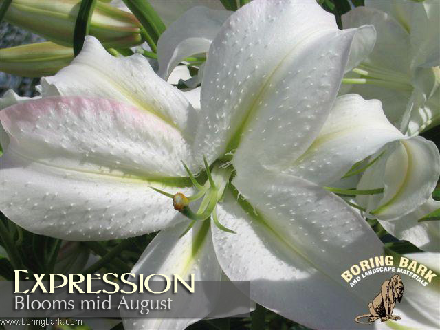 images/lilies/expression.jpg