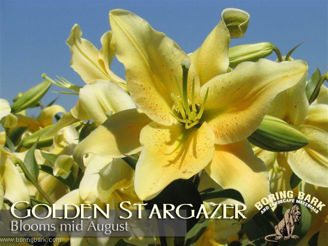 images/lilies/goldenstargazer.jpg