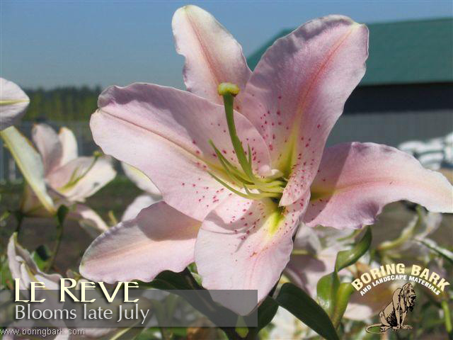 images/lilies/lereve.jpg