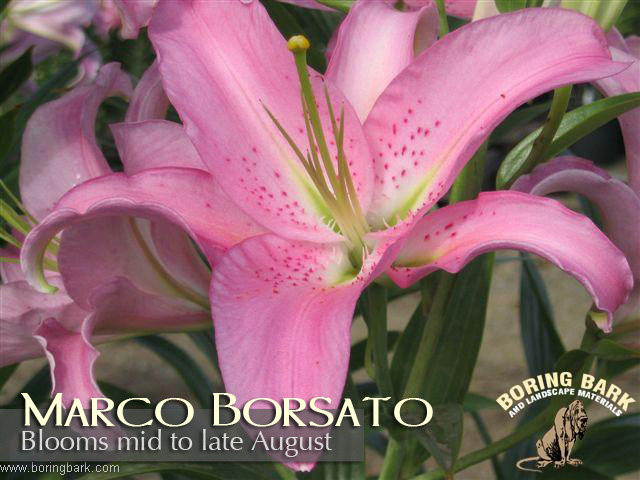 images/lilies/marcoborsato.jpg