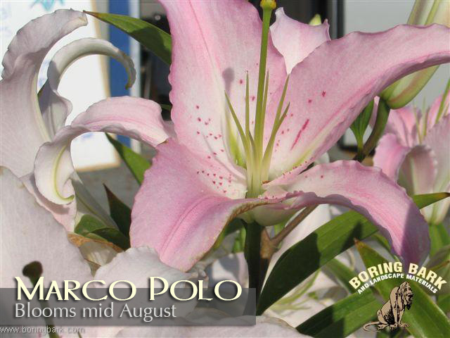 images/lilies/marcopolo.jpg
