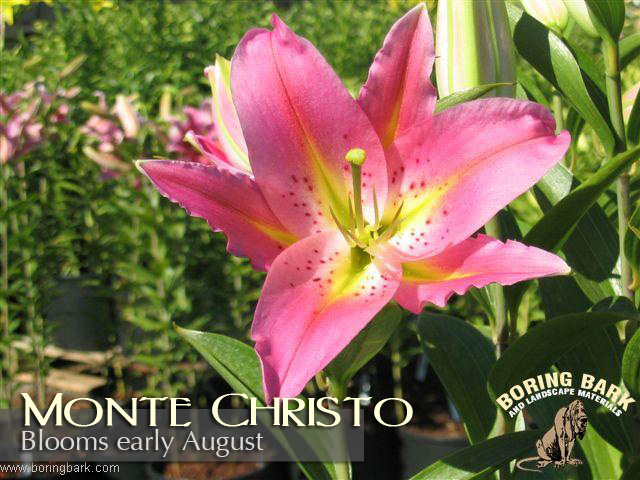 images/lilies/montechristo.jpg