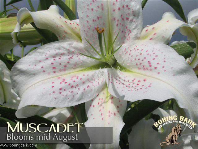 images/lilies/muscadet.jpg