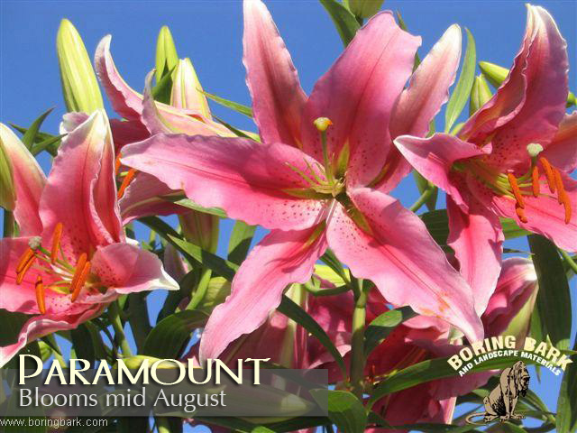 images/lilies/paramount.jpg