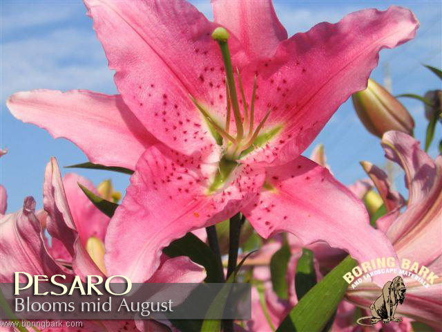 images/lilies/pesaro.jpg