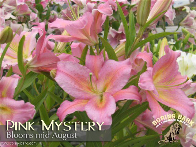 images/lilies/pinkmystery.jpg