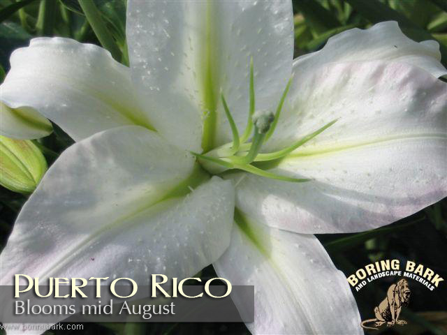 images/lilies/puertorico.jpg