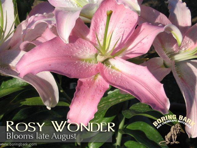 images/lilies/rosywonder.jpg