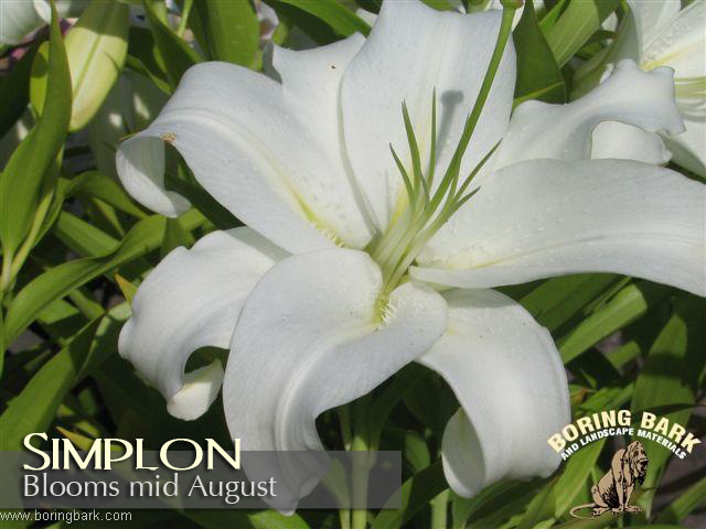 images/lilies/simplon.jpg