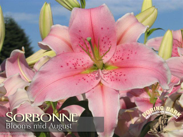 images/lilies/sorbonne.jpg
