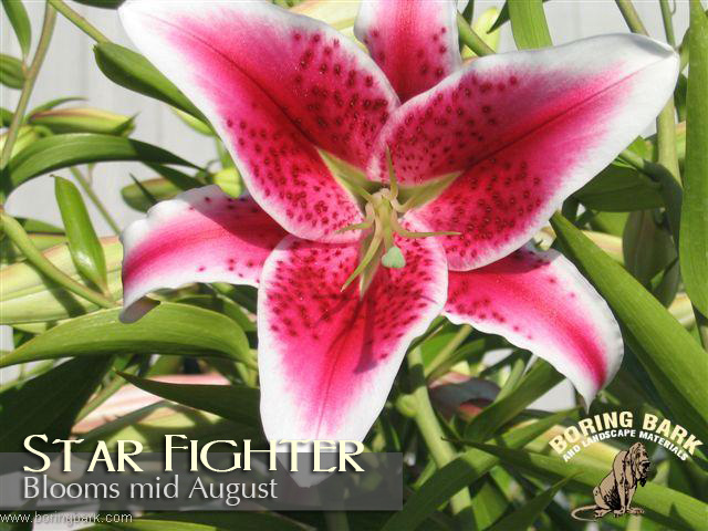 images/lilies/starfighter.jpg