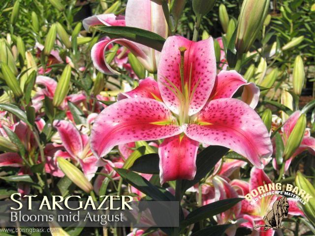 images/lilies/stargazer.jpg