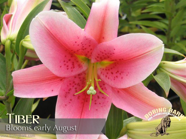 images/lilies/tiber.jpg