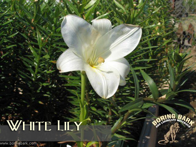 images/lilies/whitelily.jpg