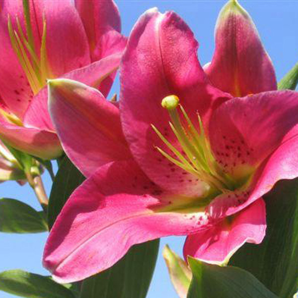 Lilies