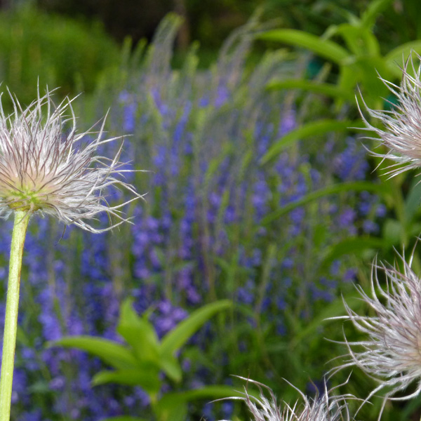 Perennials