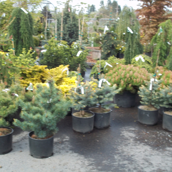 images/shrubs/shrubs1.jpg