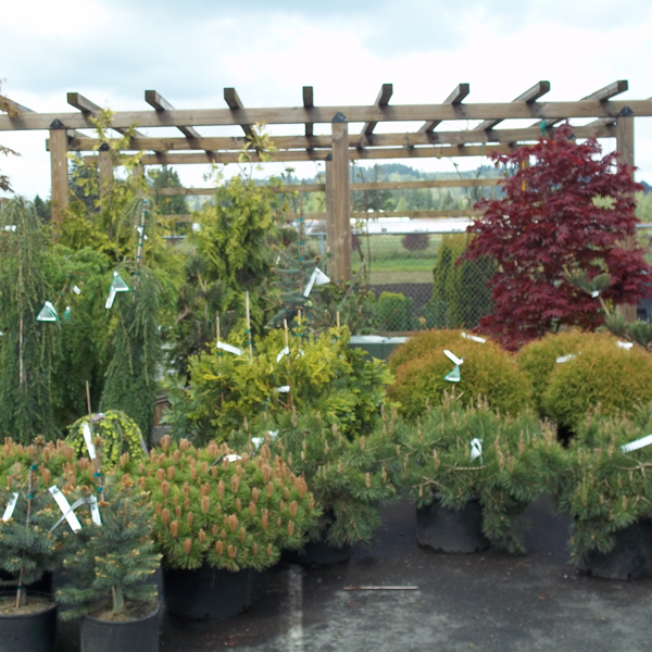images/shrubs/shrubs2.jpg