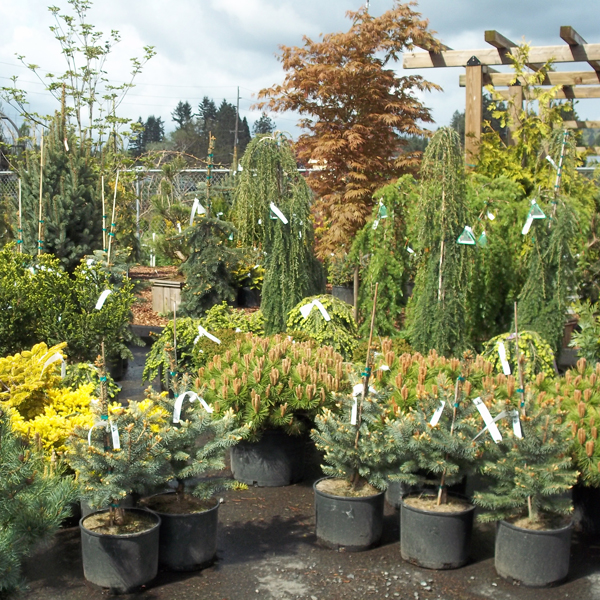 images/shrubs/shrubs3.jpg
