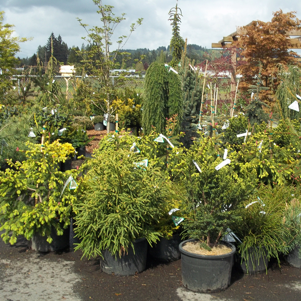 images/shrubs/shrubs4.jpg