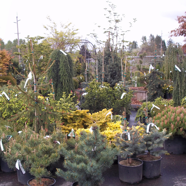 images/shrubs/shrubs5.jpg