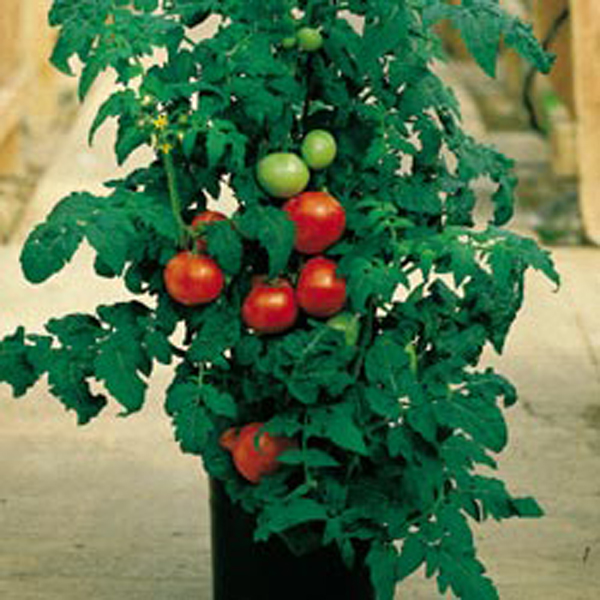 Vegetables